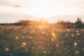 A sunlit meadow with tall grasses and wildflowers, softly blurred in the warm golden light of sunset.
