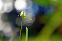 Tiny flower in a blurred background