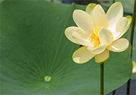 Yellow lotus flower and a green lotus leaf
