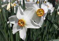 Two white daffodils