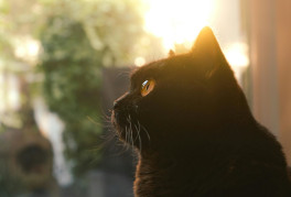 Black cat's profile